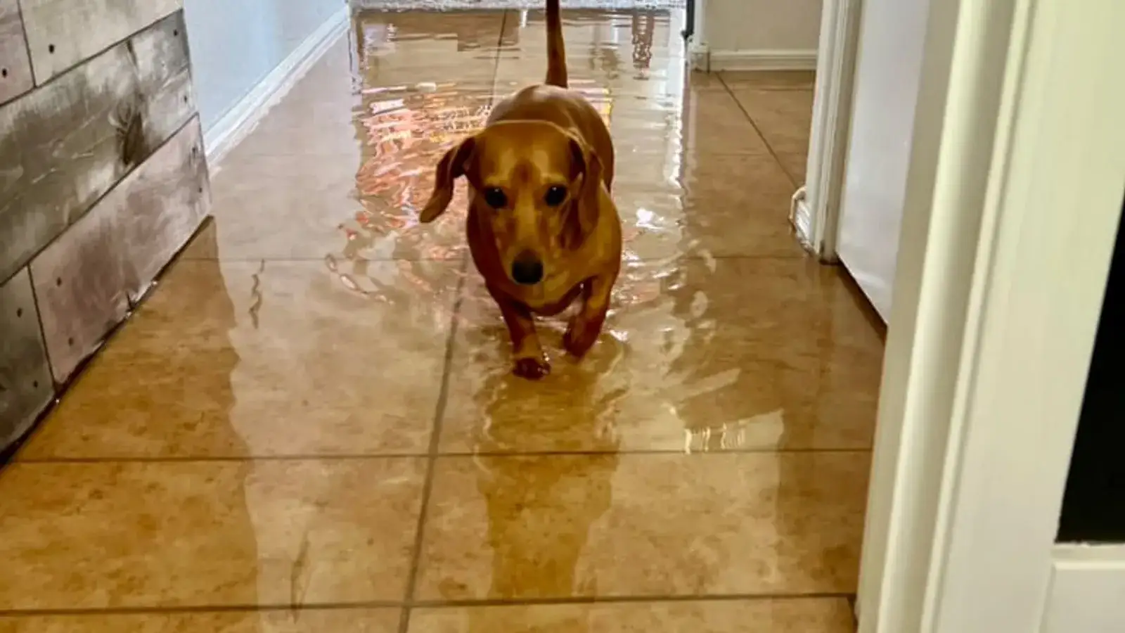A dog standing on a flooded tile floor after a plumbing failure — Fast Track Restoration job photo